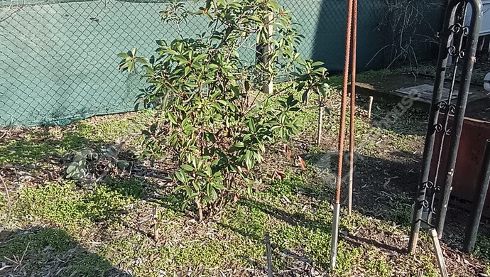 14. kép | Berkenye | Eladó Nyaraló, Szeged (#179659)