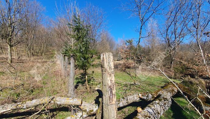 9. kép | Eladó Zárt kert, Homokkomárom (#180107)