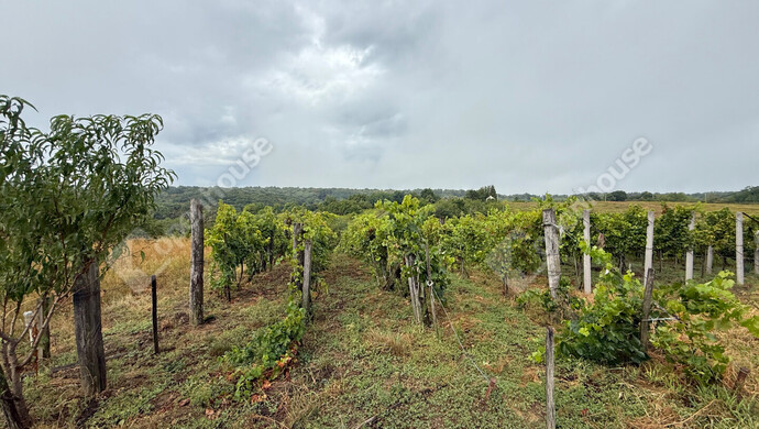 24. kép | Eladó Zárt kert, Nagykapornak (#176803)