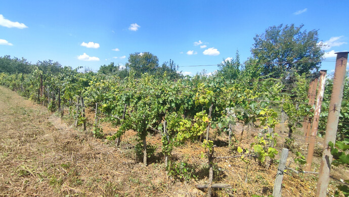 23. kép | Eladó Nyaraló, Szepetnek (#176202)