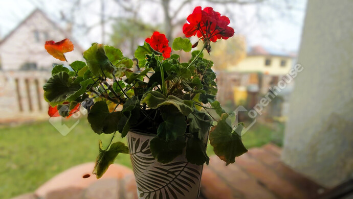 29. kép | Eladó Családi ház, Szeged (#179742)