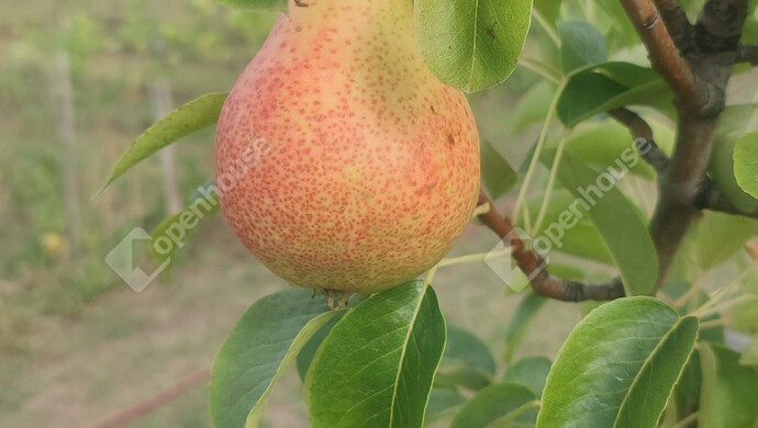 18. kép | Eladó Családi ház, Siófok (#179034)