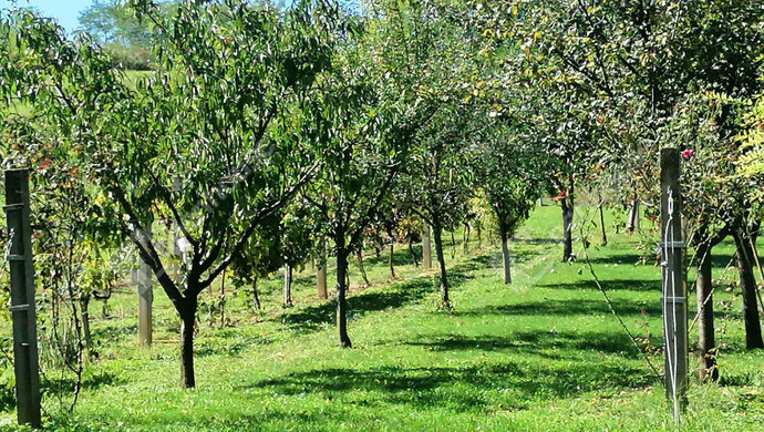 16. kép | Eladó Nyaraló, Pacsa (#178067)