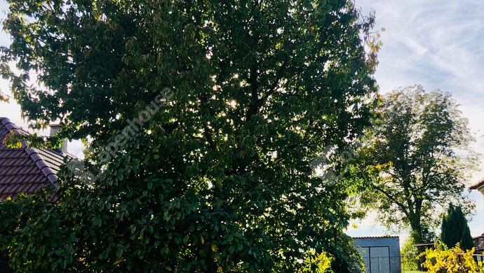 21. kép | Eladó Családi ház, Semjénháza (#177245)