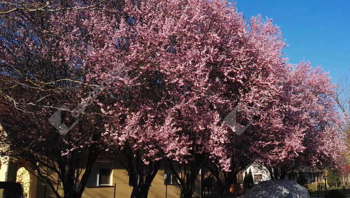 55. kép | Eladó Családi ház, Szőlősgyörök (#179158)