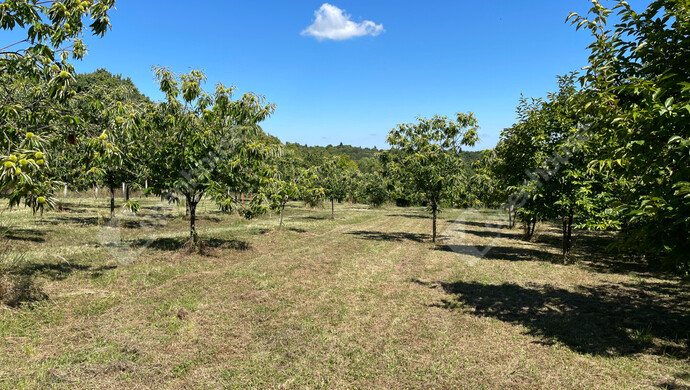 61. kép | Eladó Nyaraló, Nagykanizsa (#177970)