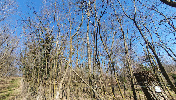 15. kép | Eladó Zárt kert, Homokkomárom (#180107)