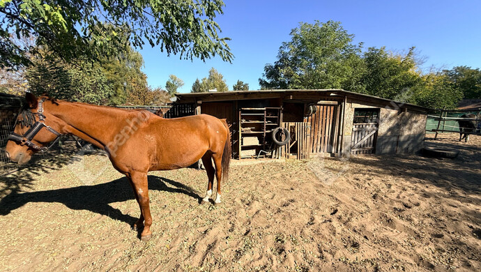 31. kép | Eladó Családi ház, Pilis (#178002)