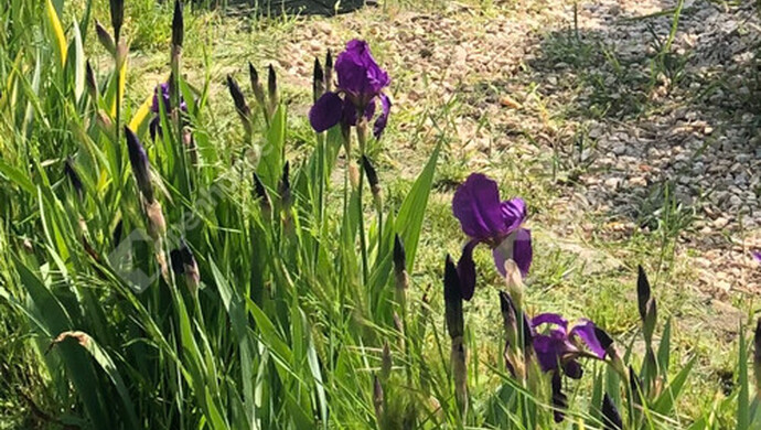 15. kép | Eladó Zárt kert, Szatymaz (#172857)