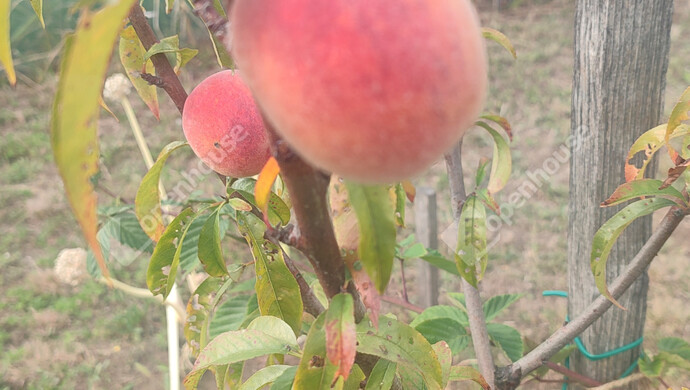 19. kép | Eladó Családi ház, Siófok (#179034)