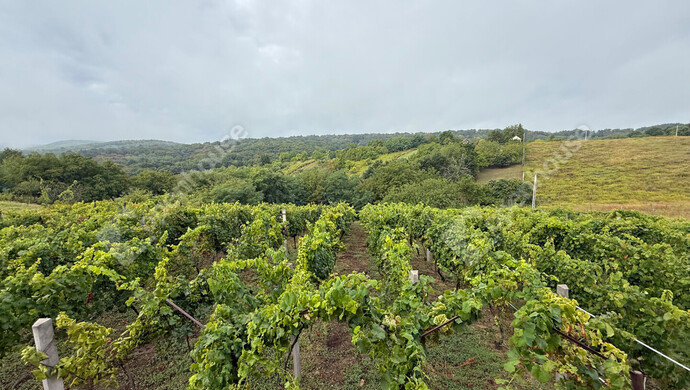 9. kép | Eladó Zárt kert, Nagykapornak (#176803)