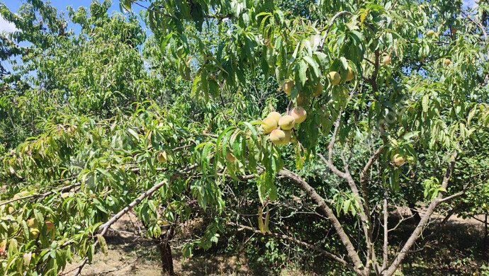 56. kép | Eladó Nyaraló, Szepetnek (#176202)