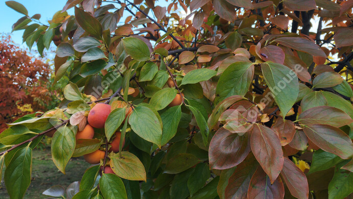 49. kép | Eladó Nyaraló, Nagykanizsa (#177970)