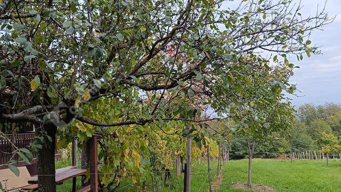 26. kép | Eladó Családi ház, Letenye (#178074)