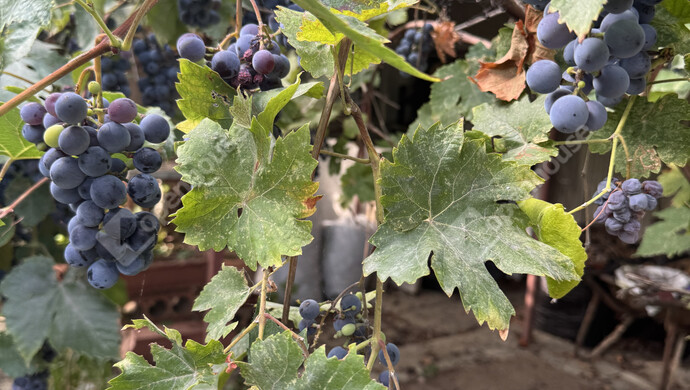 6. kép | Eladó Családi ház, Balatonszemes (#177840)