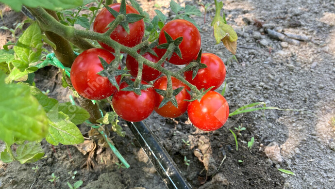 28. kép | Eladó Zárt kert, Bőny (#180133)