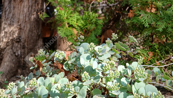 17. kép | Eladó Családi ház, Szántód (#177885)