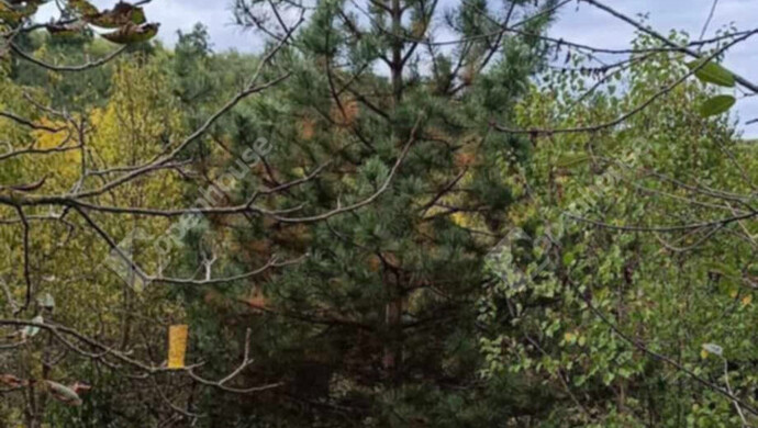 9. kép | Eladó Zárt kert, Ságvár (#178272)