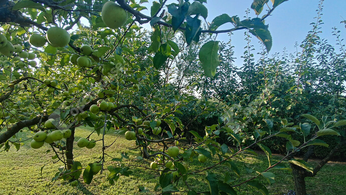 19. kép | Eladó Családi ház, Marcali (#177837)