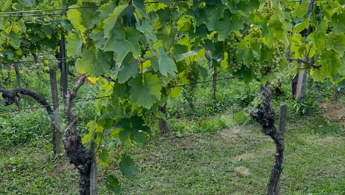 6. kép | Eladó Nyaraló, Somlóvásárhely (#178989)