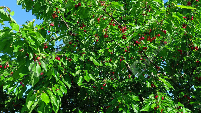 27. kép | Eladó Családi ház, Noszlop (#180715)