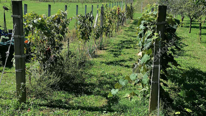 13. kép | Eladó Nyaraló, Pacsa (#178067)