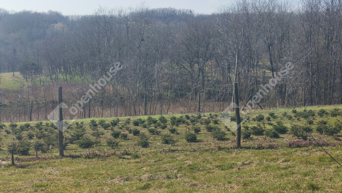 32. kép | Eladó Nyaraló, Becsehely (#180205)