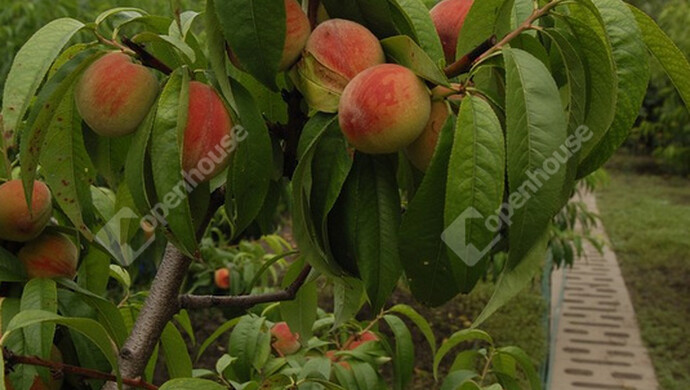 11. kép | Eladó Családi ház, Tass (#179988)