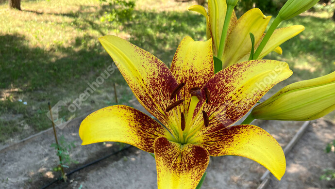 20. kép | Eladó Zárt kert, Bőny (#180133)