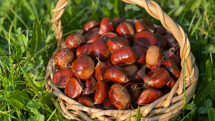 31. kép | Eladó Nyaraló, Nagykanizsa (#177970)