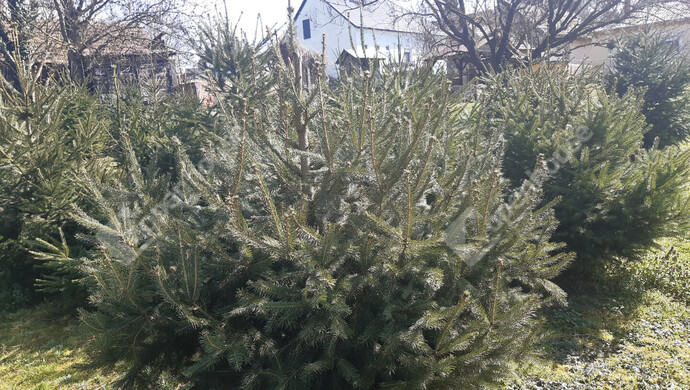 47. kép | Eladó Családi ház, Nagykanizsa (#180380)