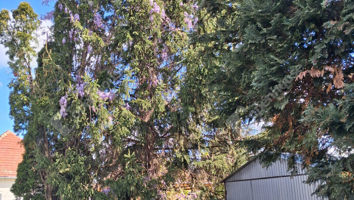 17. kép | Eladó Családi ház, Komárom (#181216)