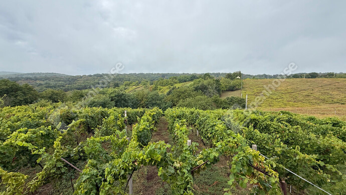 19. kép | Eladó Zárt kert, Nagykapornak (#176803)