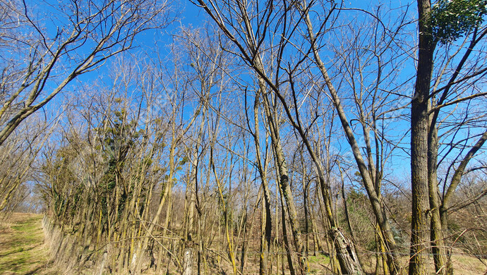 14. kép | Eladó Zárt kert, Homokkomárom (#180107)