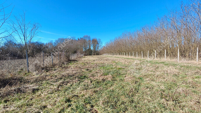 6. kép | Eladó Telek, Halastó (#180058)