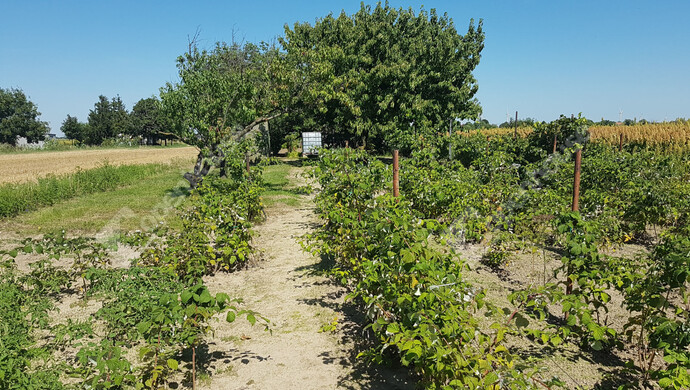 9. kép | Eladó Zárt kert, Levél (#178220)