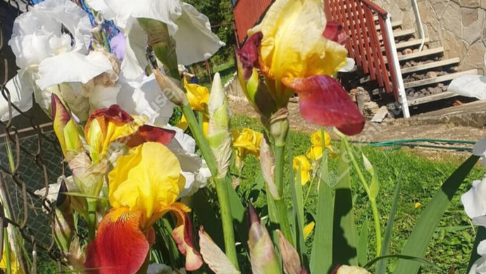 12. kép | Eladó Családi ház, Zalaegerszeg (#177461)