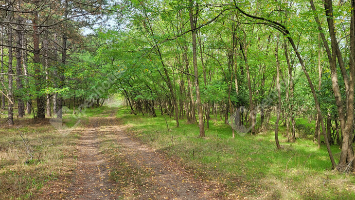 23. kép | Eladó Családi ház, Csévharaszt (#177560)