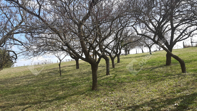 1. kép | Eladó Zárt kert, Sand (#180348)