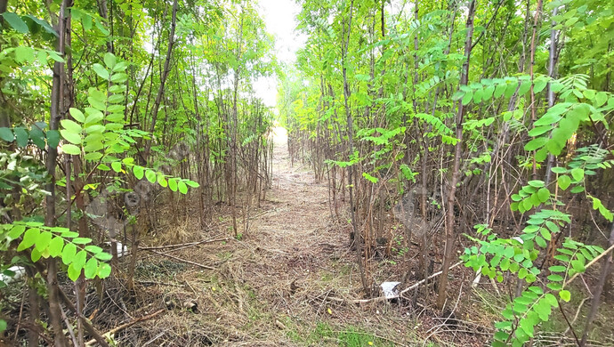 15. kép | Eladó Családi ház, Csévharaszt (#177560)