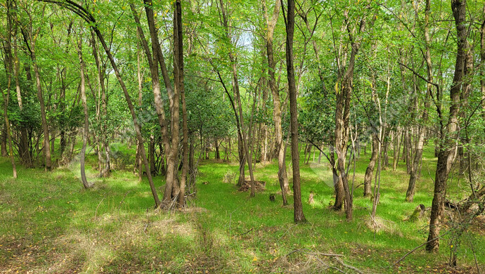 22. kép | Eladó Családi ház, Csévharaszt (#177560)