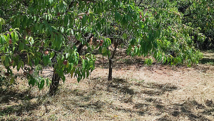 62. kép | Eladó Nyaraló, Szepetnek (#176202)