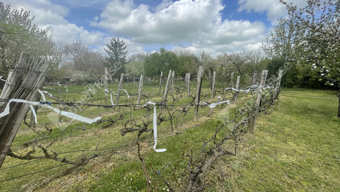 3. kép | Eladó Családi ház, Balatonberény (#177700)