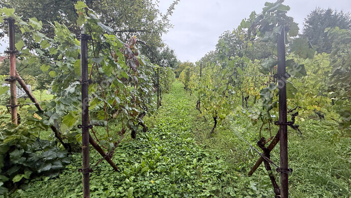 33. kép | Eladó Zárt kert, Zalaegerszeg (#177101)