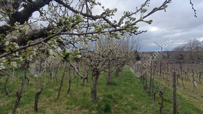 15. kép | Eladó Családi ház, Nagykanizsa (#180983)