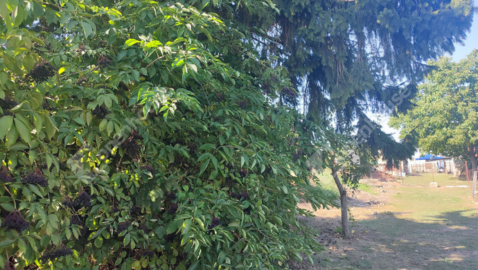 69. kép | Eladó Családi ház, Letenye (#176537)