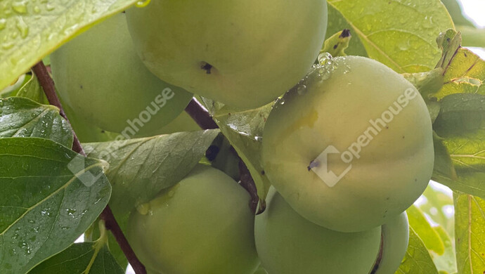 51. kép | Eladó Nyaraló, Nagykanizsa (#177970)