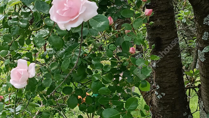 4. kép | Eladó Zárt kert, Ságvár (#178272)