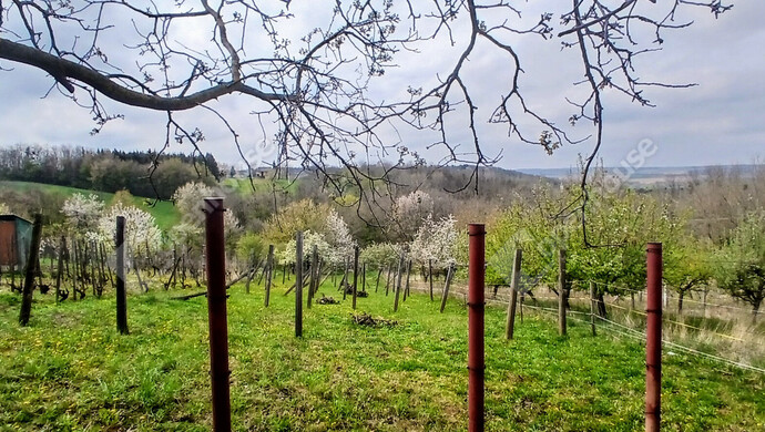 1. kép | Eladó Pince, Boncodfölde (#181048)