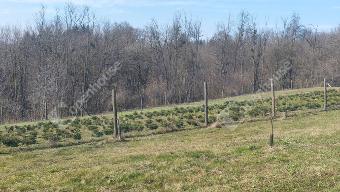 38. kép | Eladó Nyaraló, Becsehely (#180205)